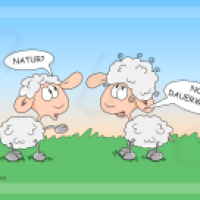 Haarschaf