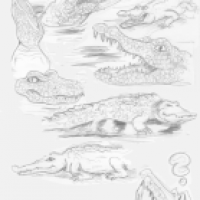 krokodil scribbles