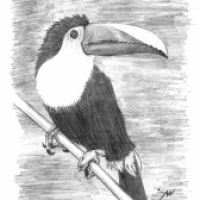 Toucan