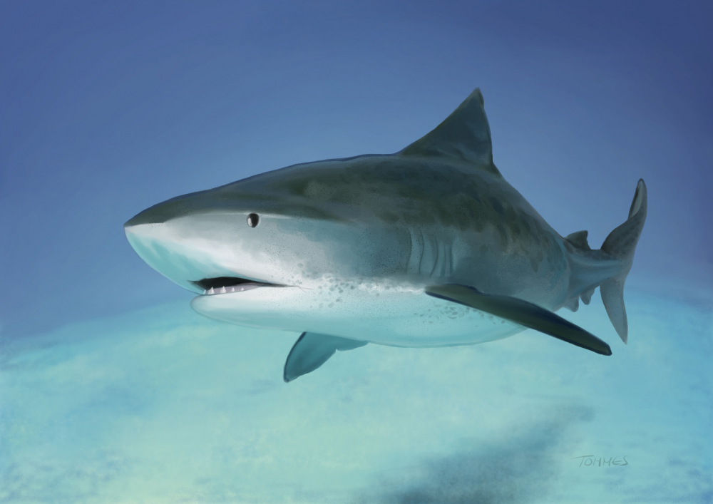 Karrikatur: Hai Hitler 1