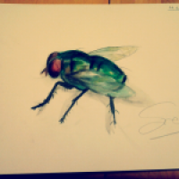 fliege (grüne)