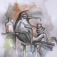 Kleine Vogelkunde - der Schluckspecht