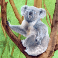 Koala