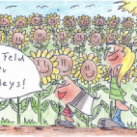 Das Sonnenblumenfeld