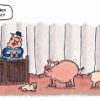 Glückliche Schweine