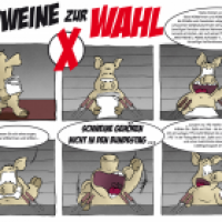 Schweine zur Wahl