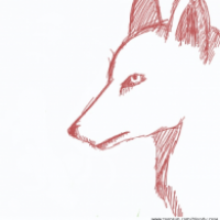 Wolf doodle